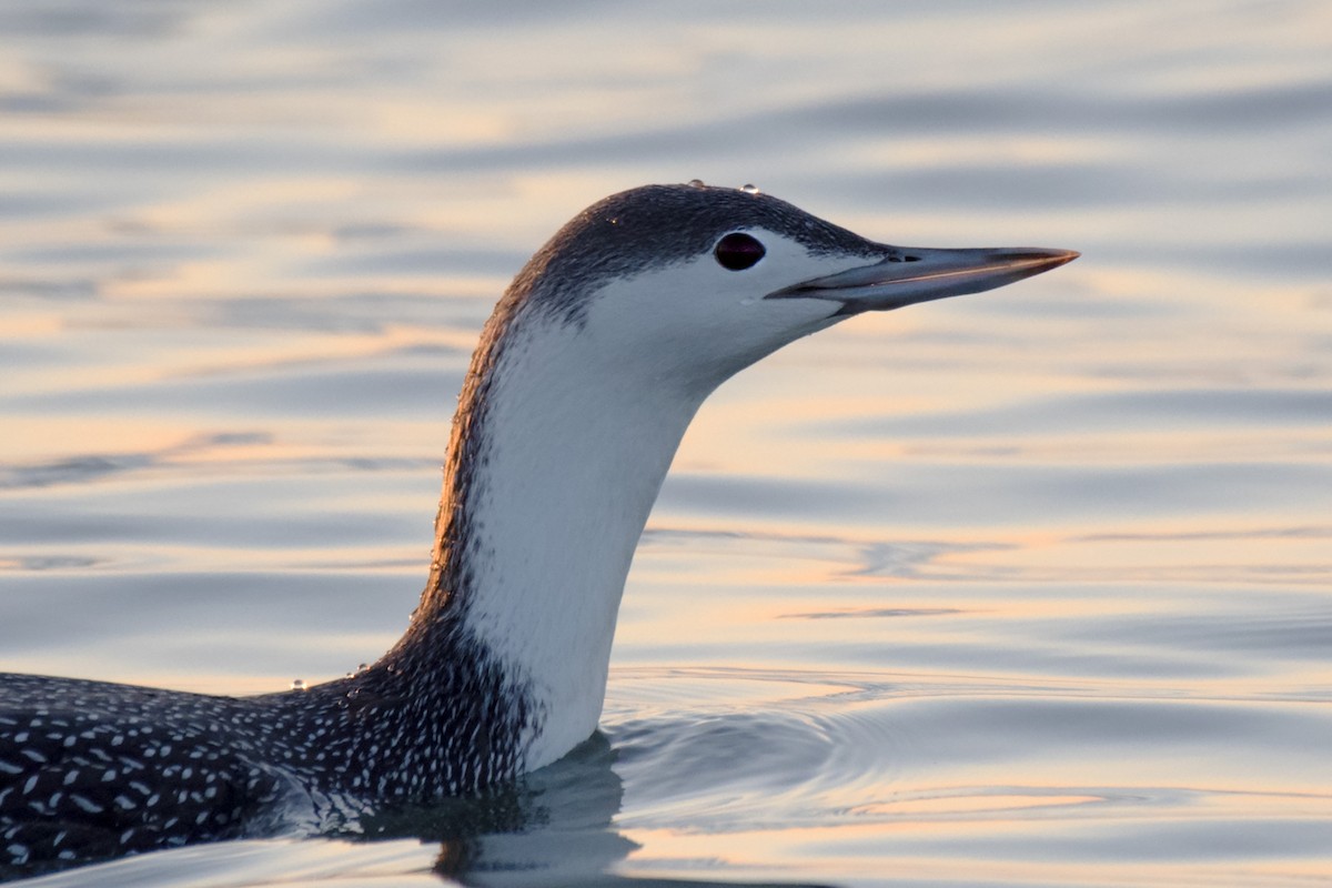 Red-throated Loon - ML612301597