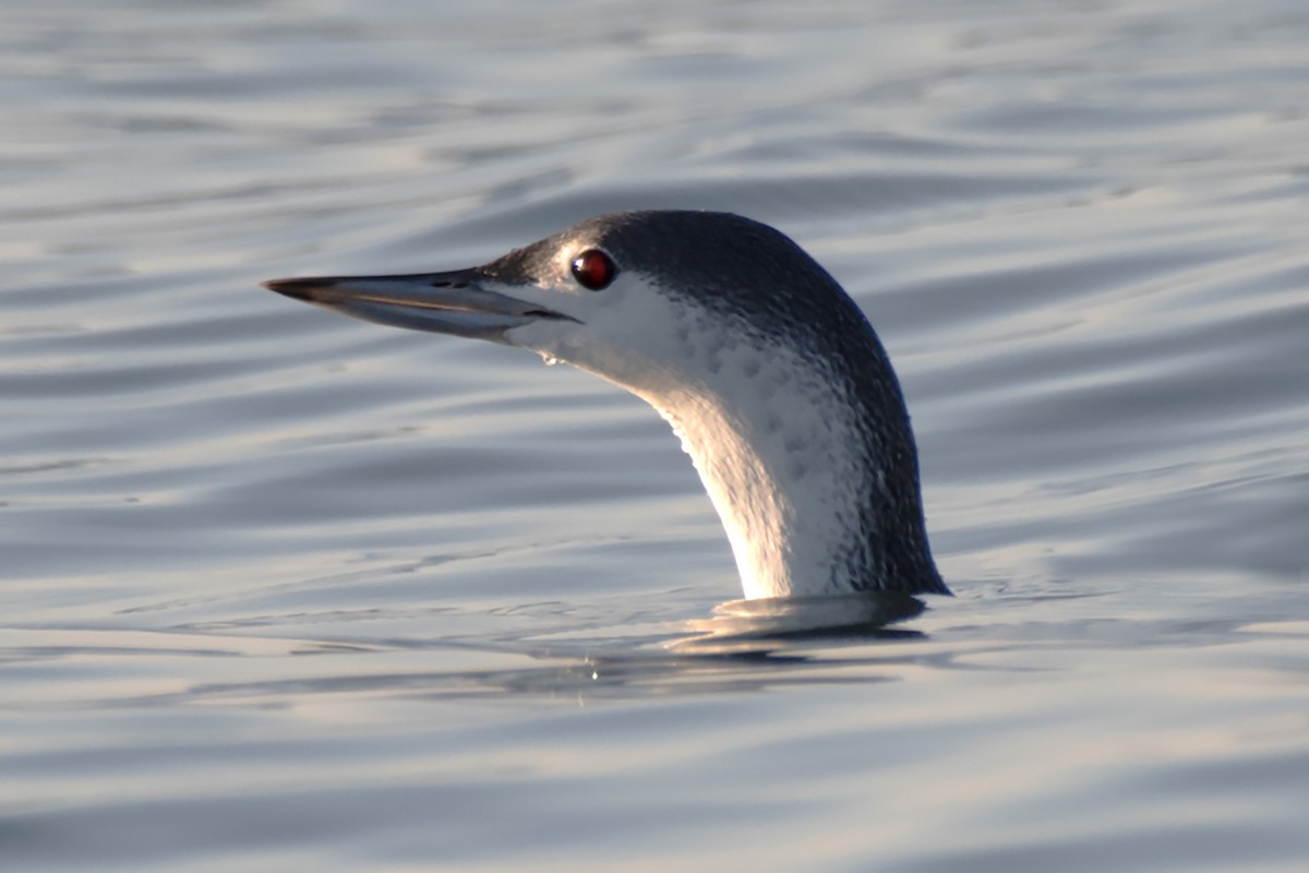 Red-throated Loon - ML612301598