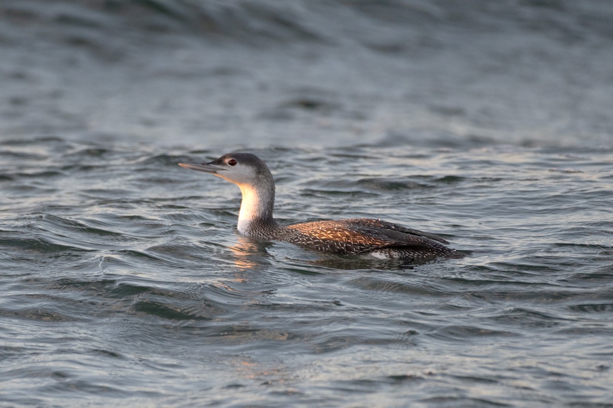 Red-throated Loon - ML612301599