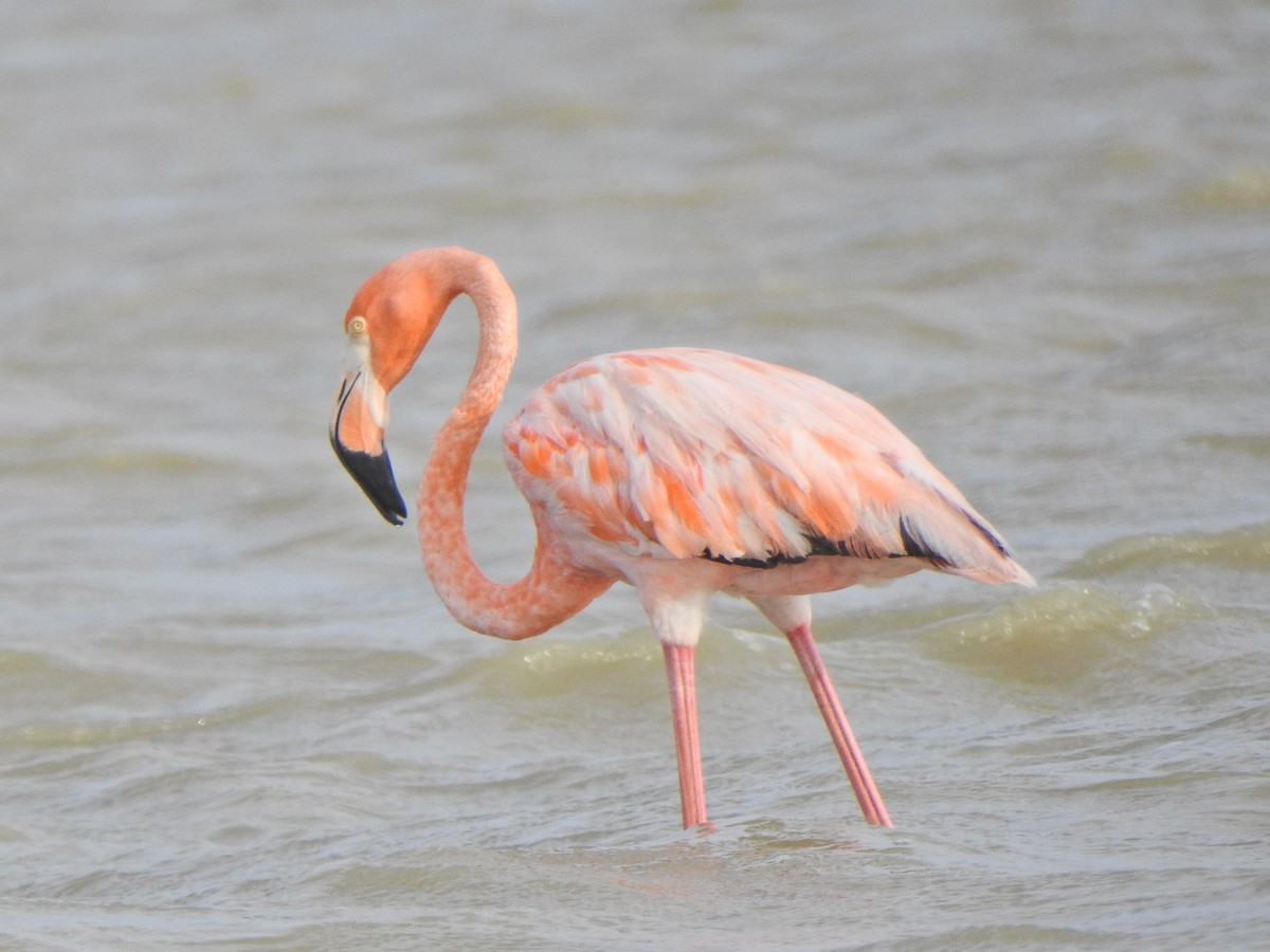 American Flamingo - ML612301641