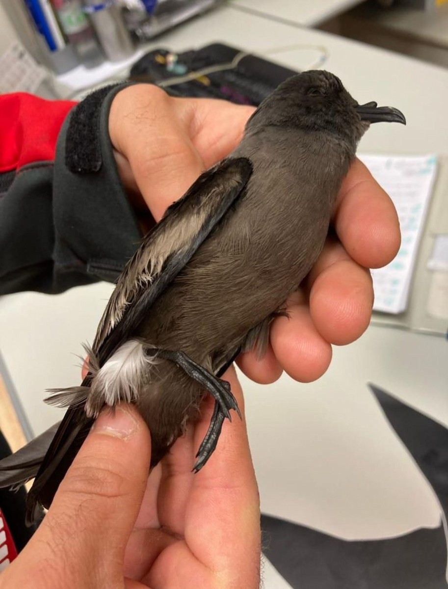 Leach's Storm-Petrel - ML612301715