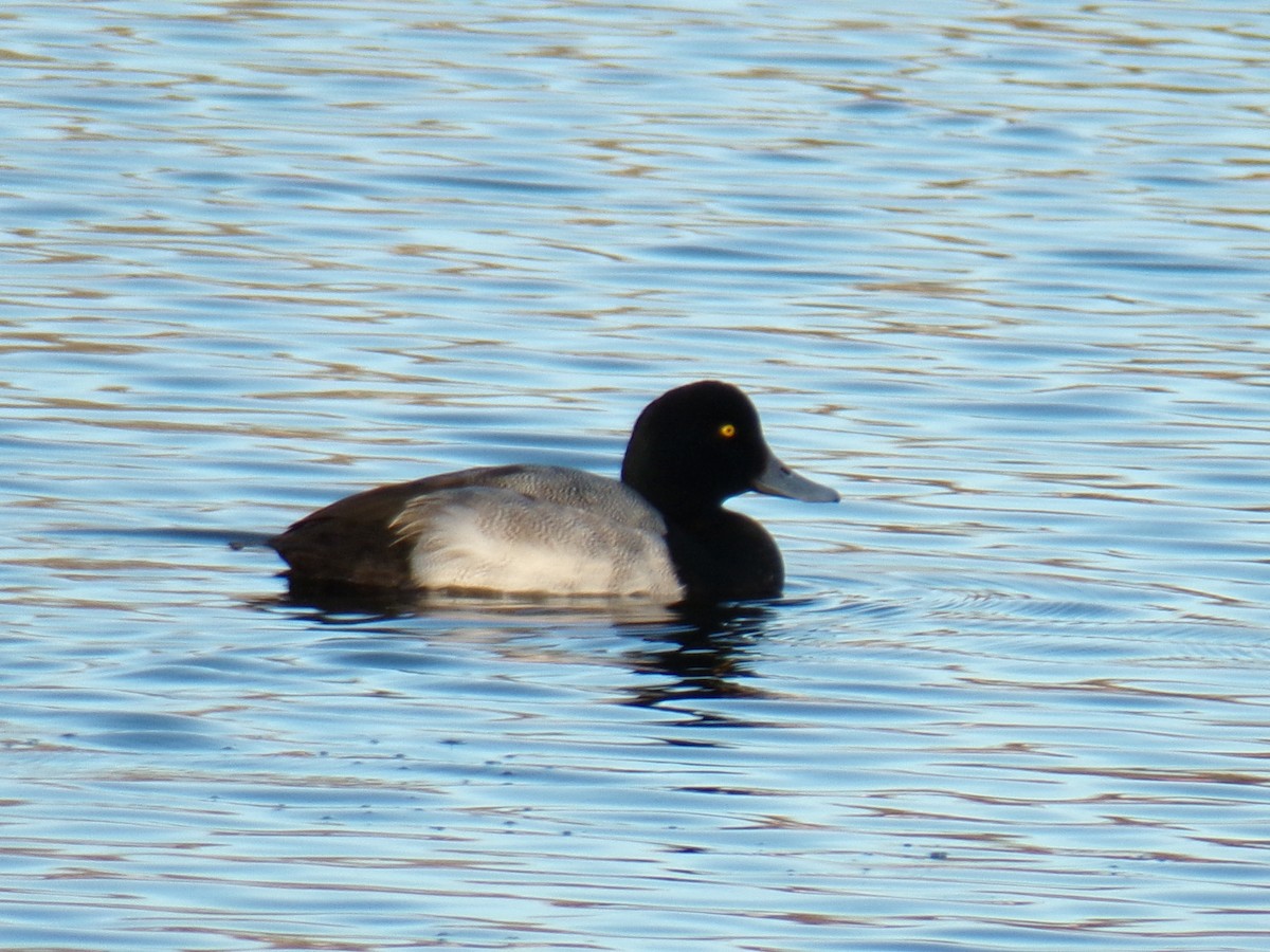 Greater Scaup - Aquiles Enriquez