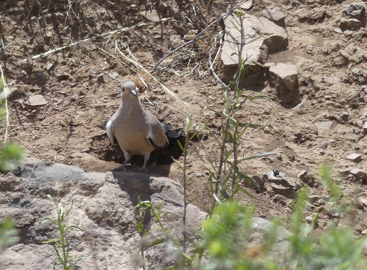 Black-winged Ground Dove - joaquin vial