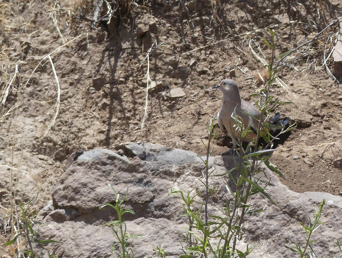 Black-winged Ground Dove - joaquin vial