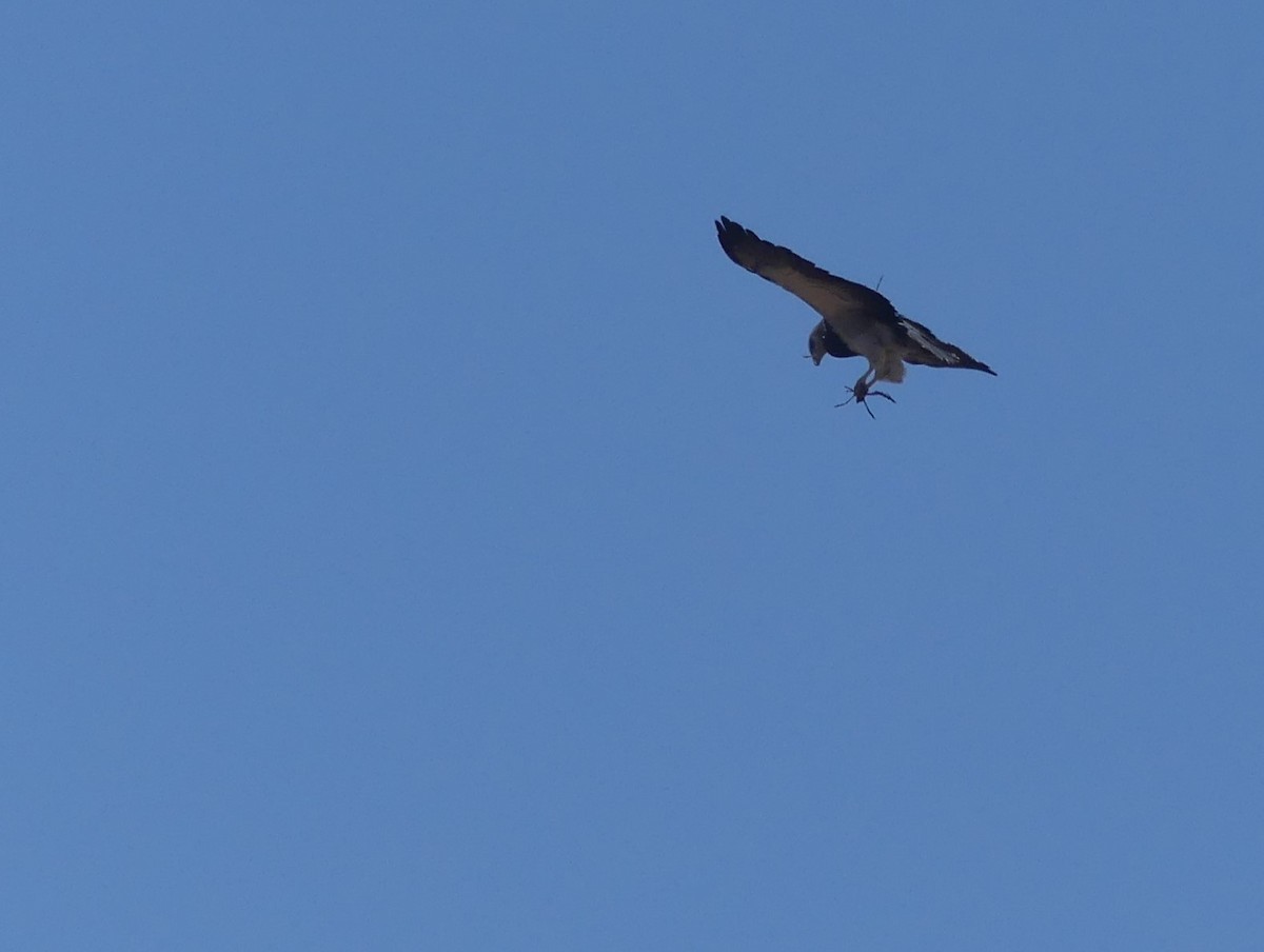 Black-chested Buzzard-Eagle - joaquin vial