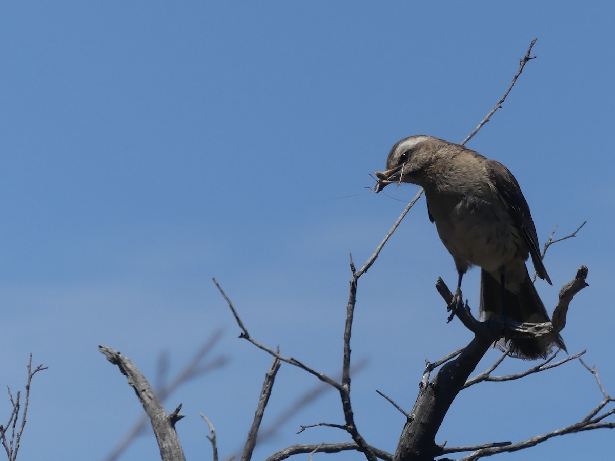 Chilean Mockingbird - ML612301752