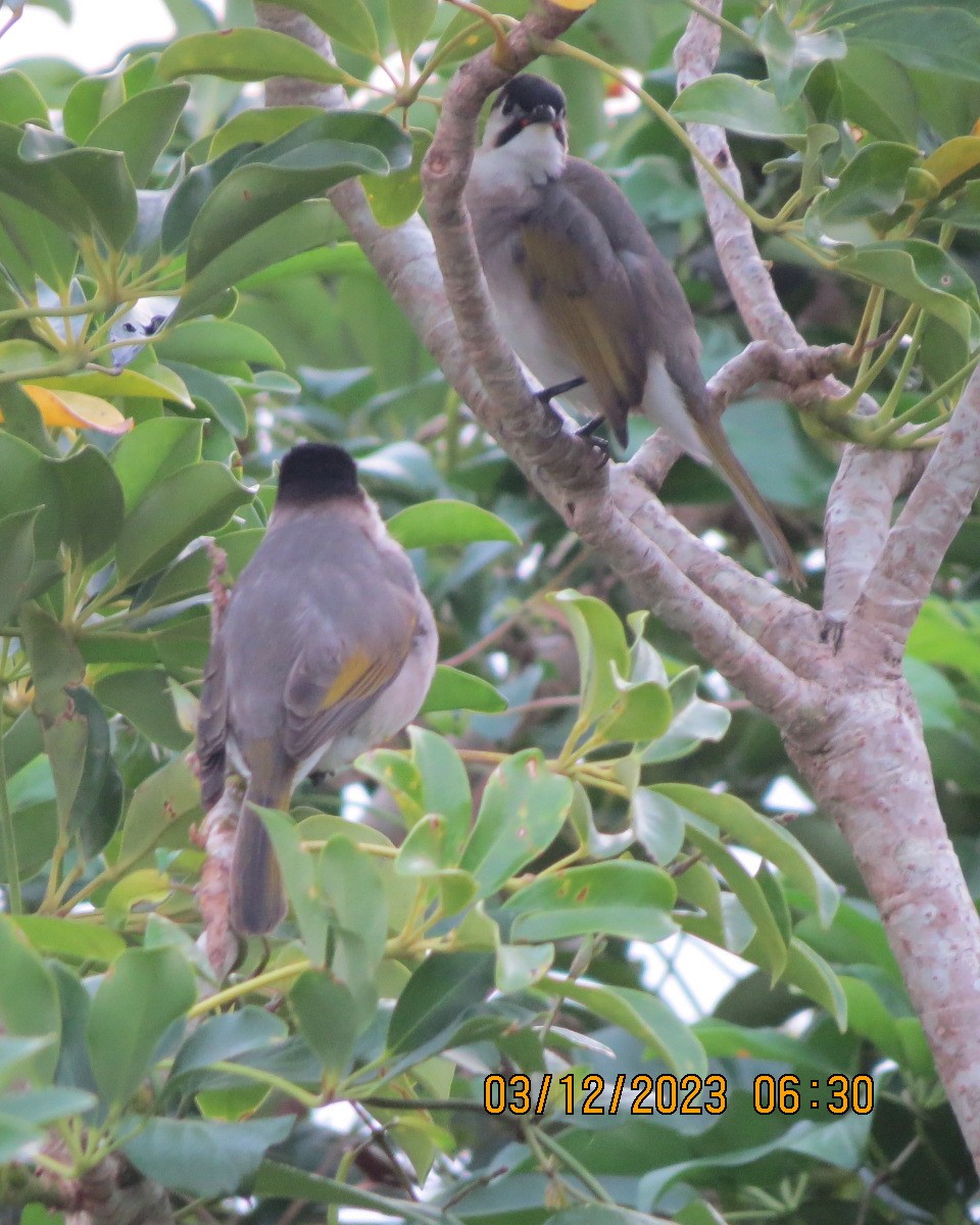 Styan's Bulbul - ML612301754