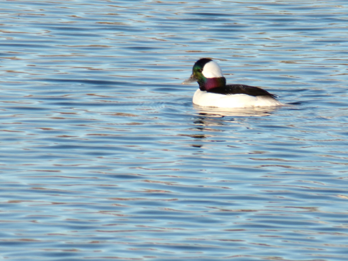 Bufflehead - Aquiles Enriquez