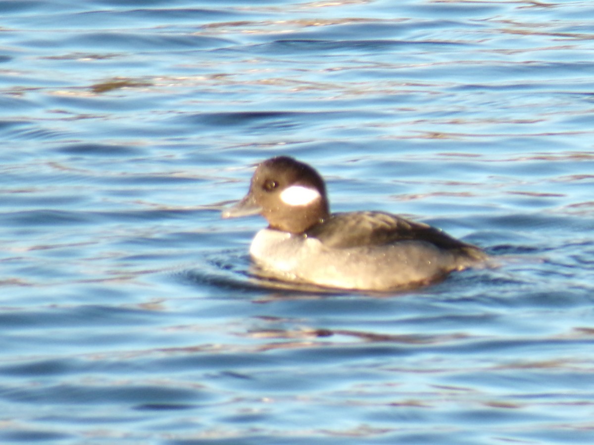 Bufflehead - Aquiles Enriquez