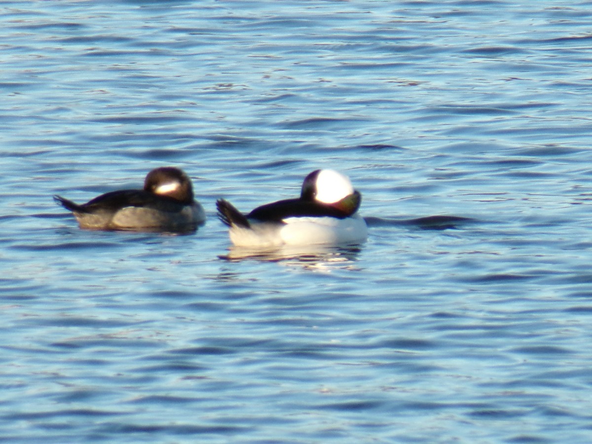 Bufflehead - Aquiles Enriquez