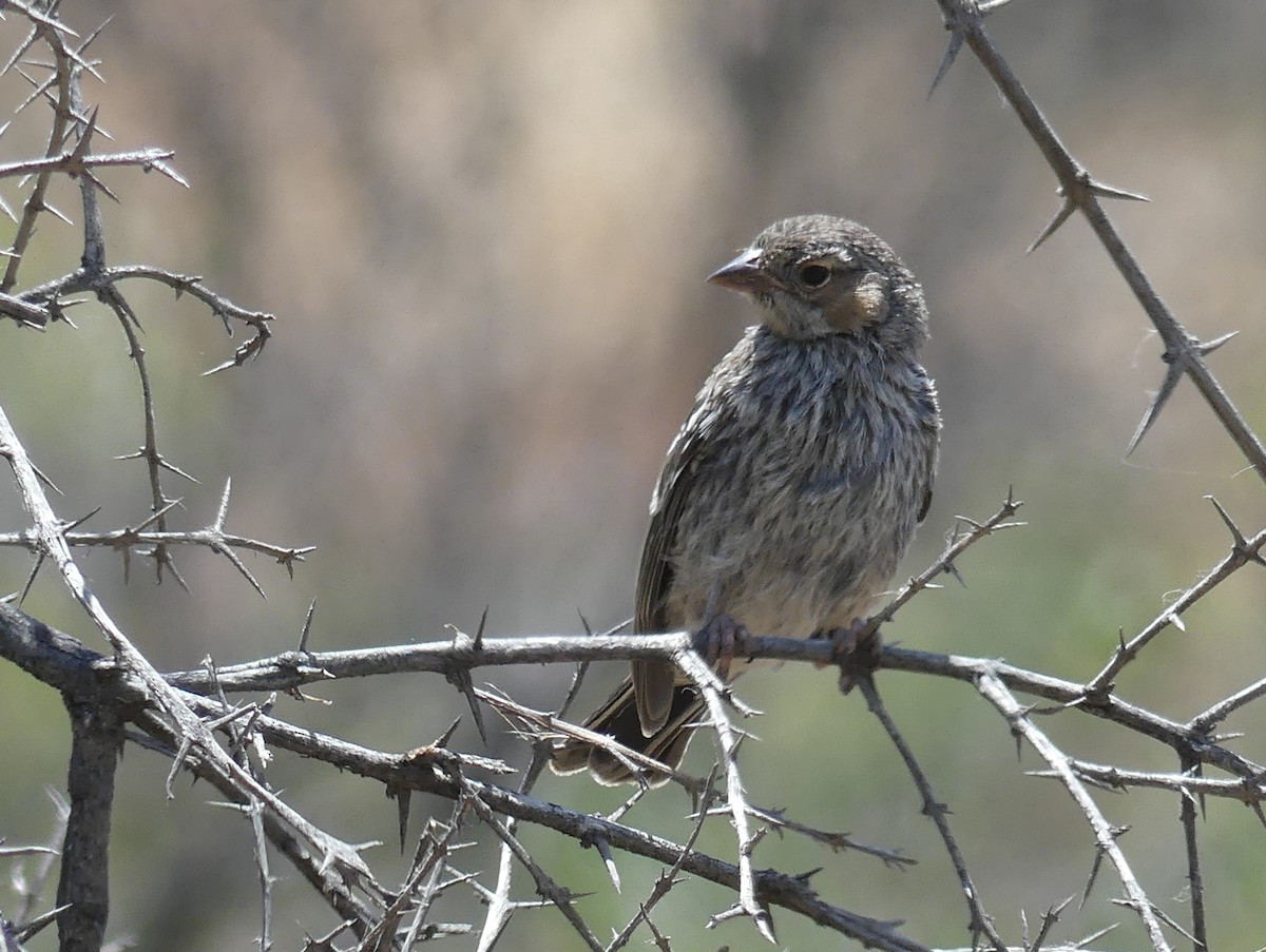 Mourning Sierra Finch - joaquin vial