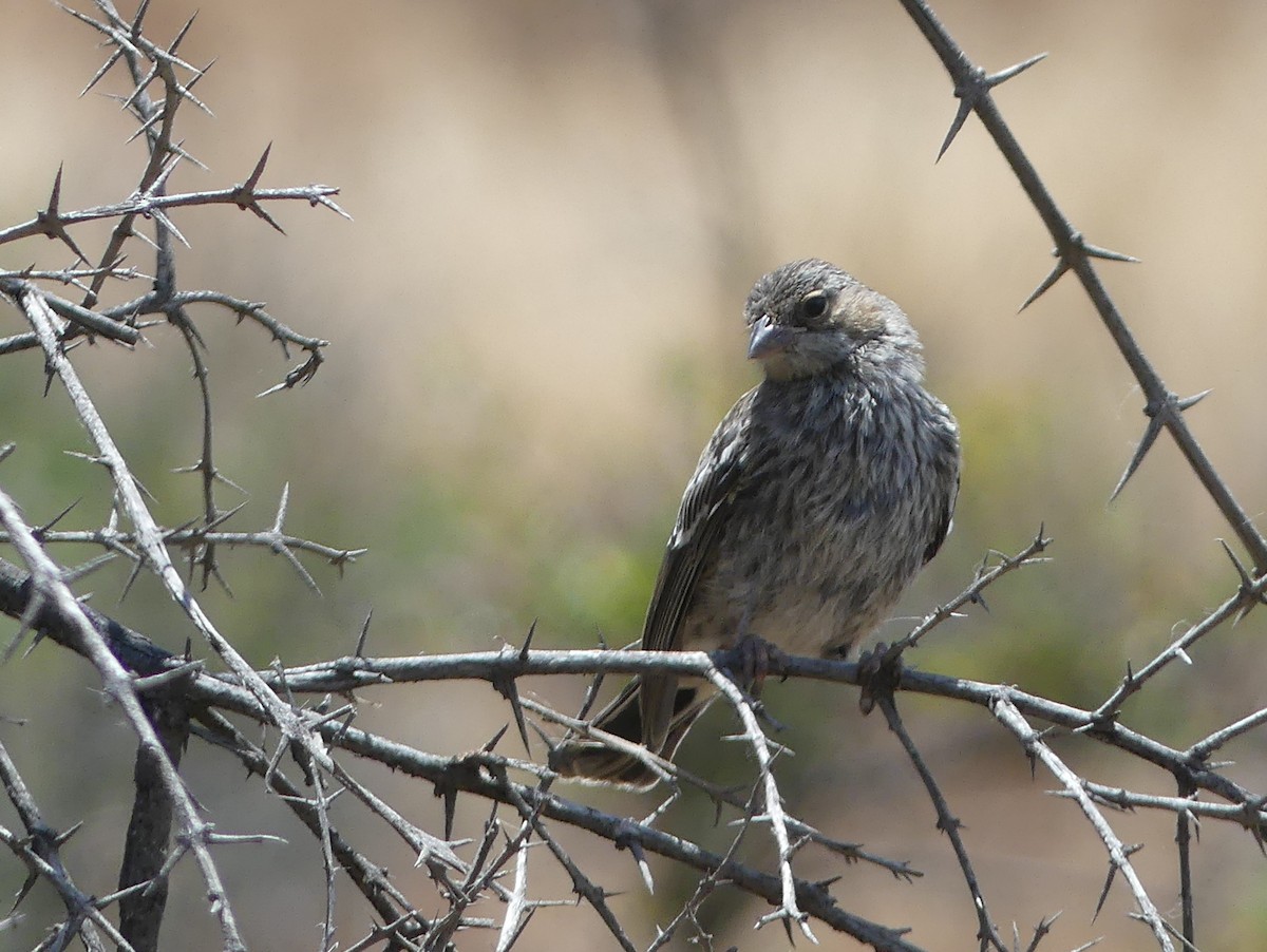 Mourning Sierra Finch - joaquin vial