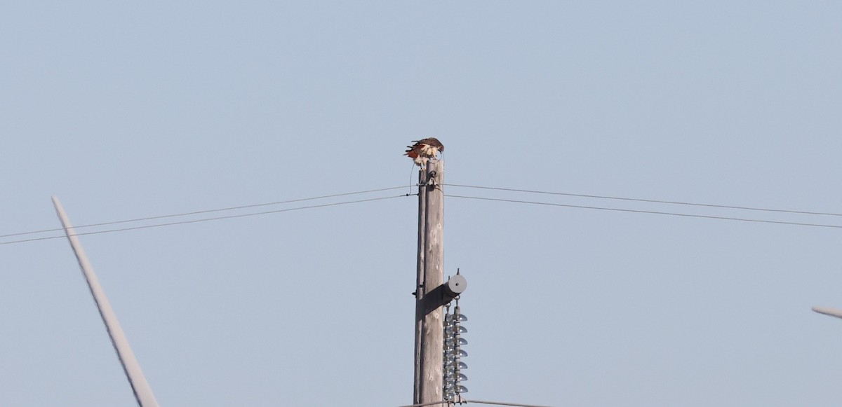 Red-tailed Hawk - ML612301770