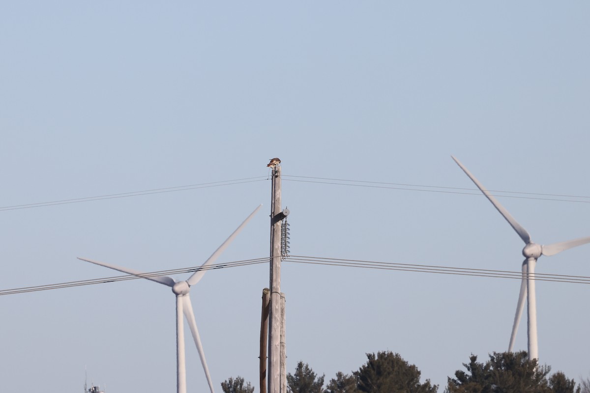 Red-tailed Hawk - Marie Provost