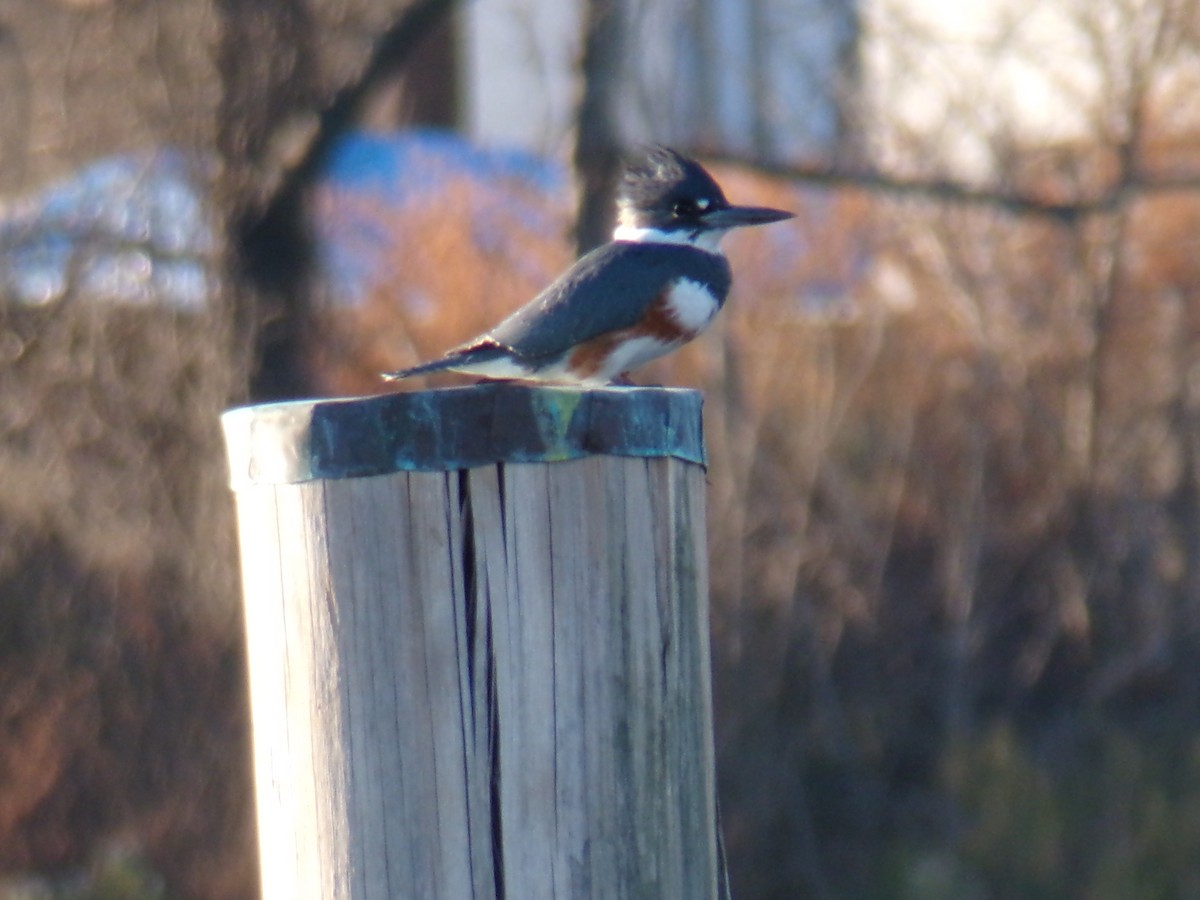 Belted Kingfisher - Aquiles Enriquez