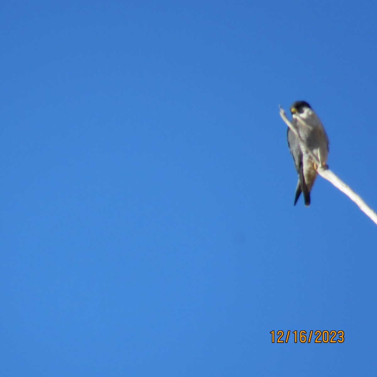 Peregrine Falcon - ML612301804