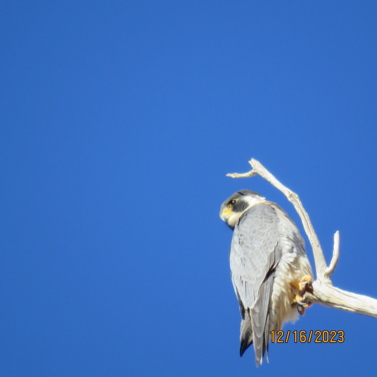 Peregrine Falcon - ML612301806