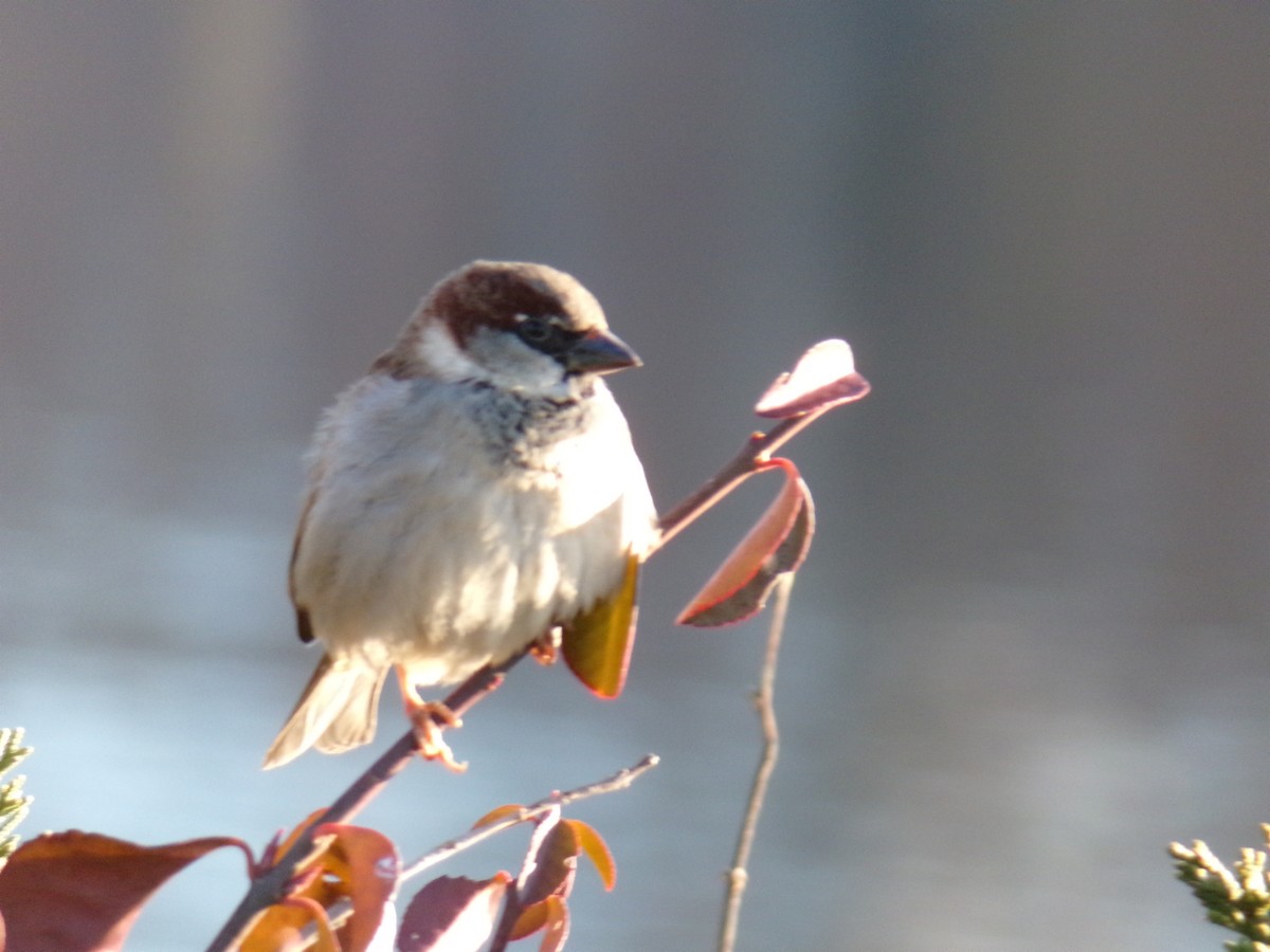 Moineau domestique - ML612301812