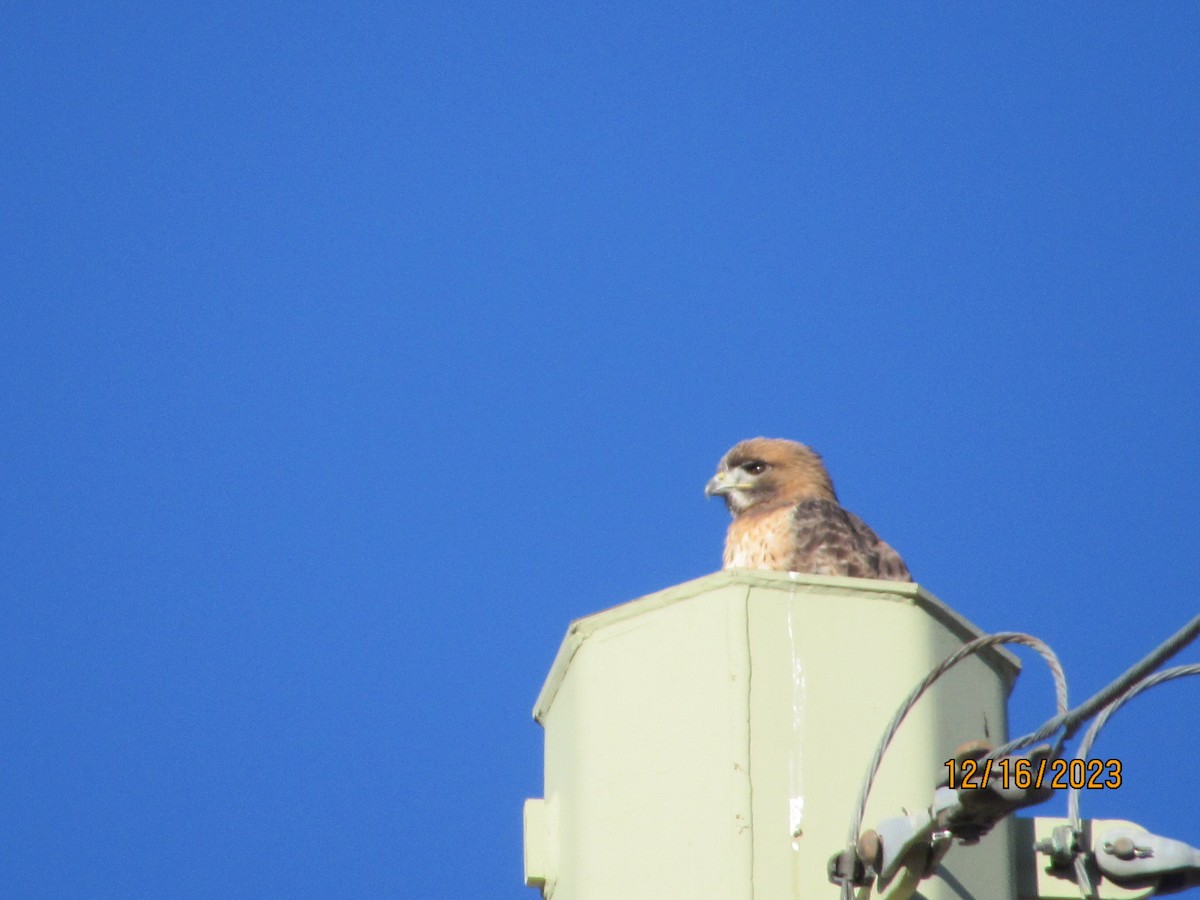 Red-tailed Hawk - ML612301864