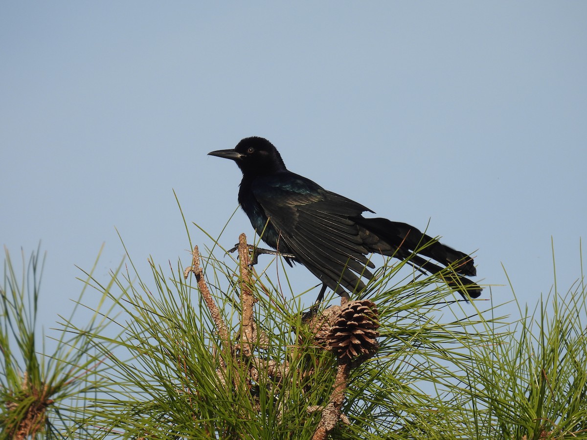 Boat-tailed Grackle - ML612301866