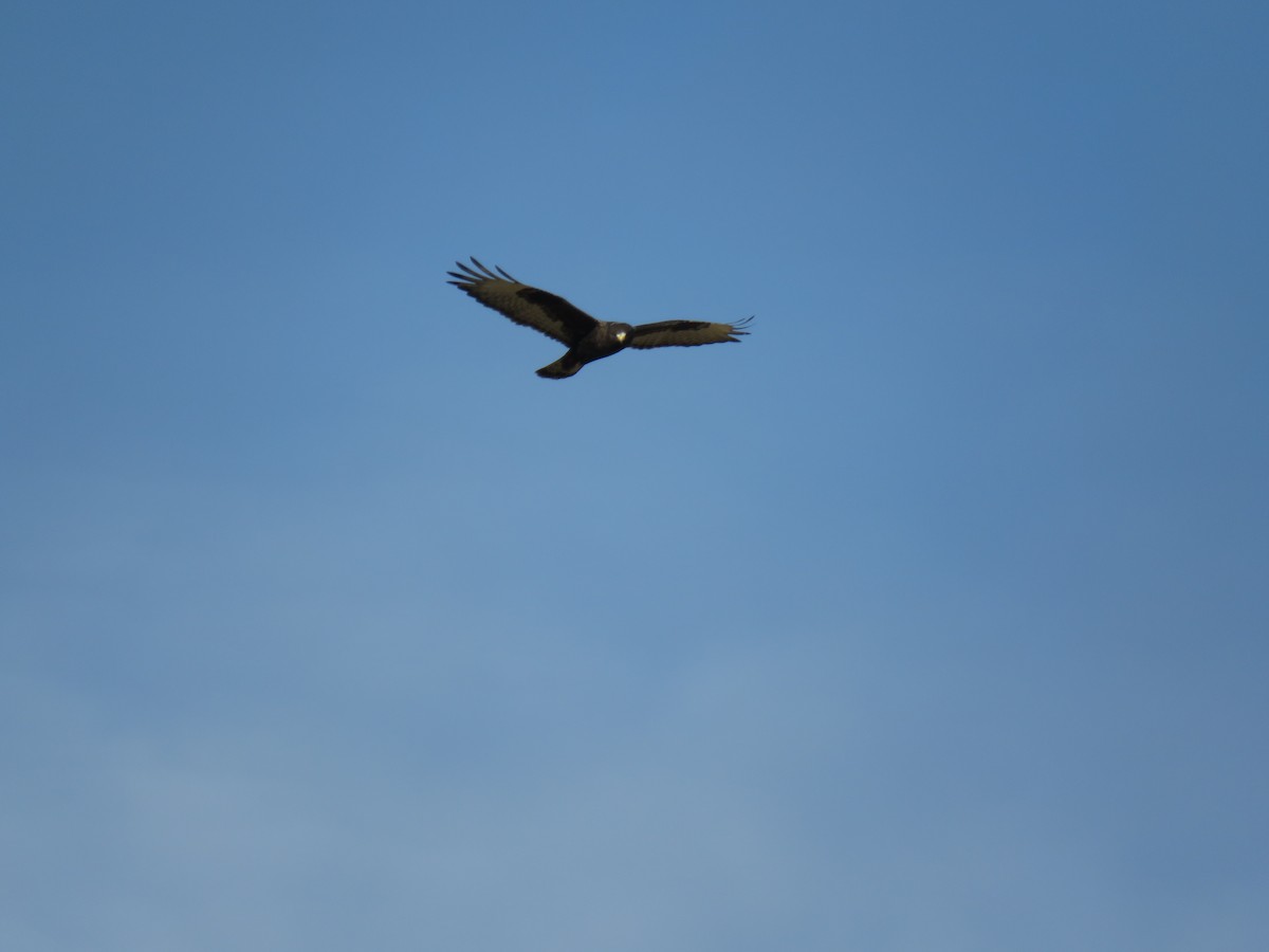 Rough-legged Hawk - Wyatt Flood