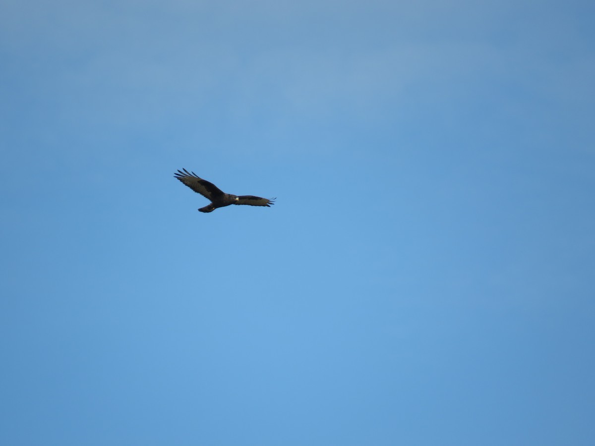 Rough-legged Hawk - Wyatt Flood