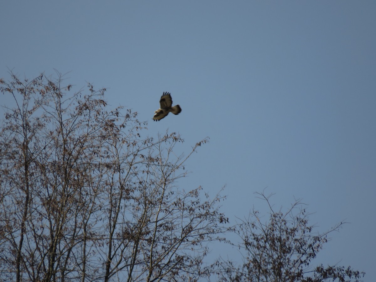 Rough-legged Hawk - Wyatt Flood