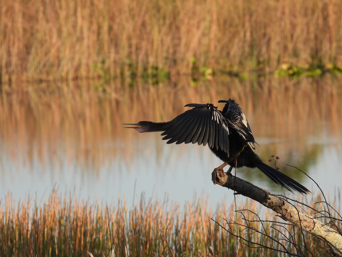 Anhinga Americana - ML612301906