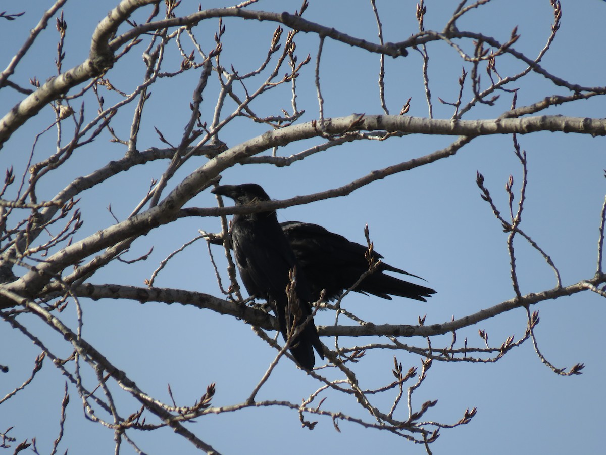 Common Raven - Wyatt Flood