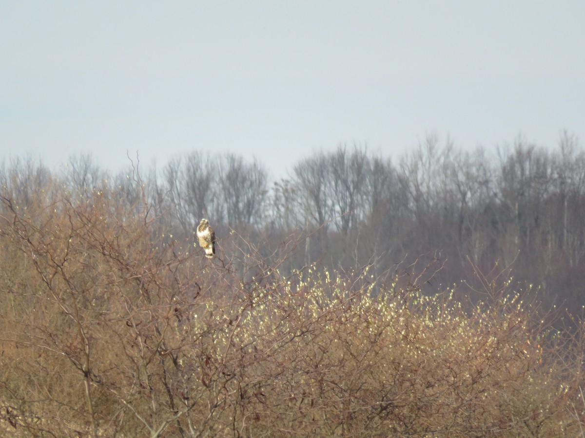 Rough-legged Hawk - ML612301938