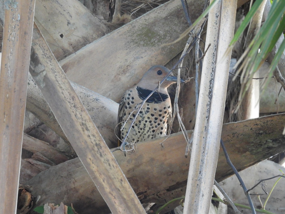 Northern Flicker - Klenisson Brenner