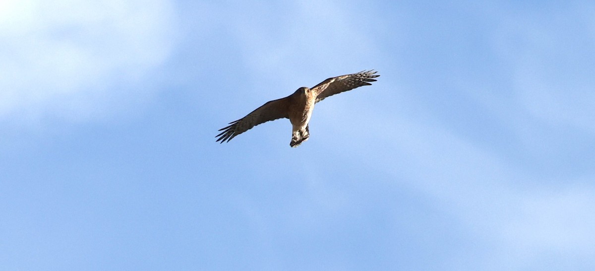 Cooper's Hawk - ML612301958