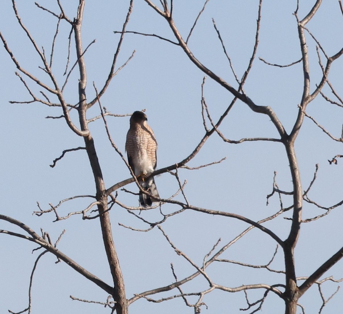 Cooper's Hawk - ML612301959