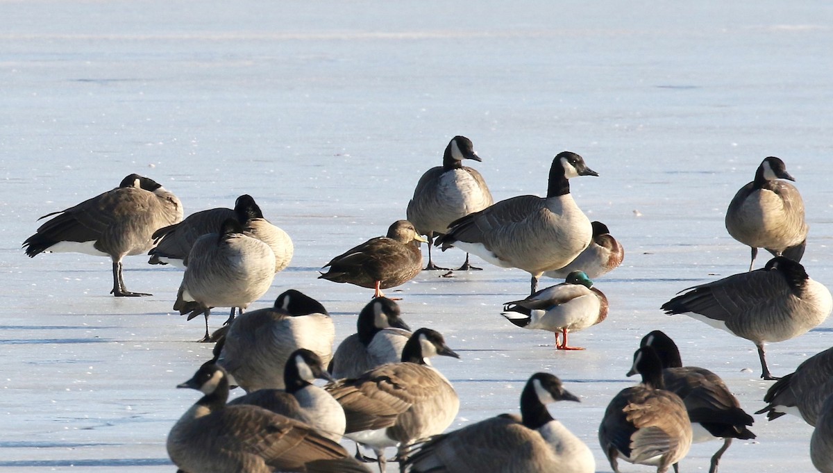 American Black Duck - ML612302021