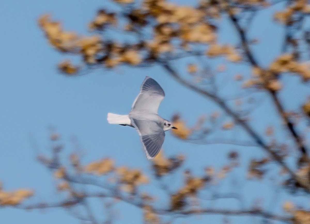 Little Gull - Christine Andrews