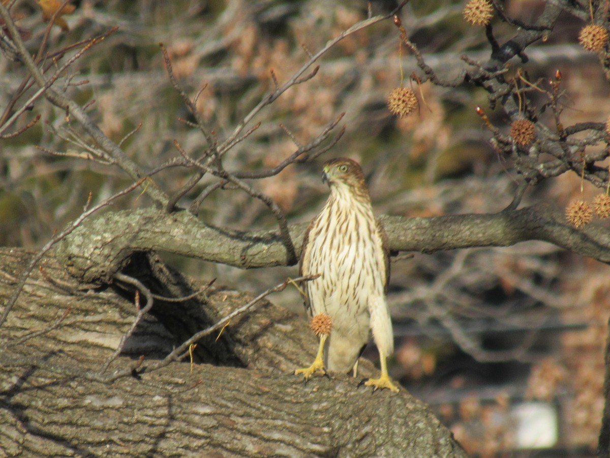 Cooper's Hawk - ML612302028
