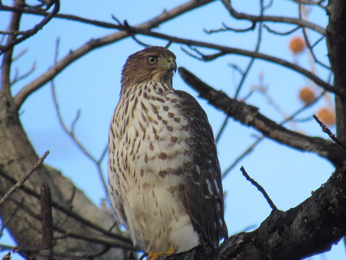 Cooper's Hawk - ML612302029