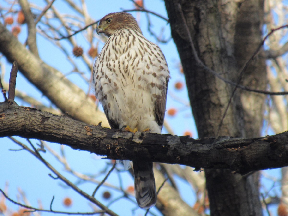 Cooper's Hawk - ML612302030