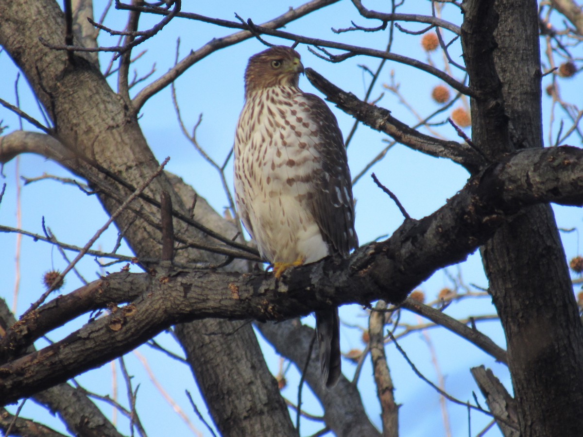 Cooper's Hawk - ML612302031