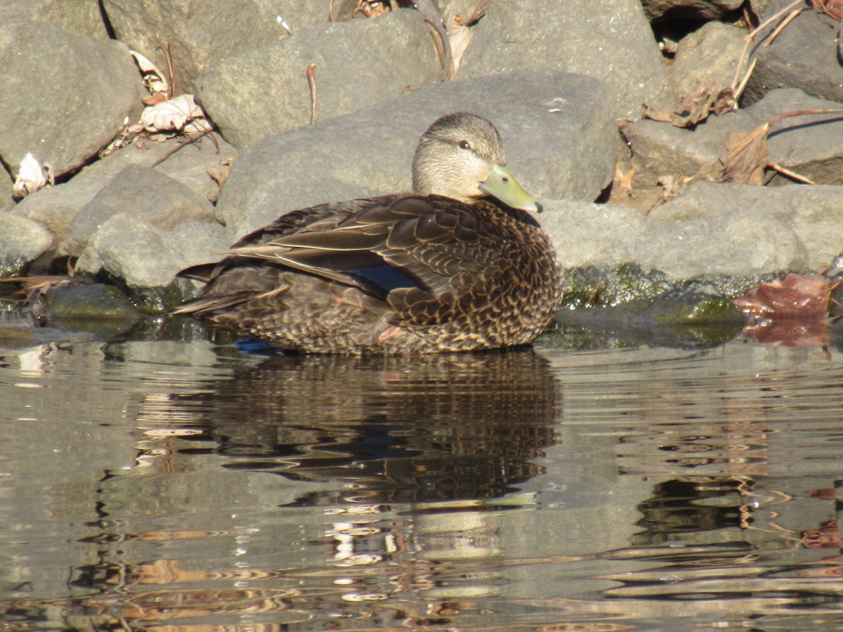 American Black Duck - ML612302034
