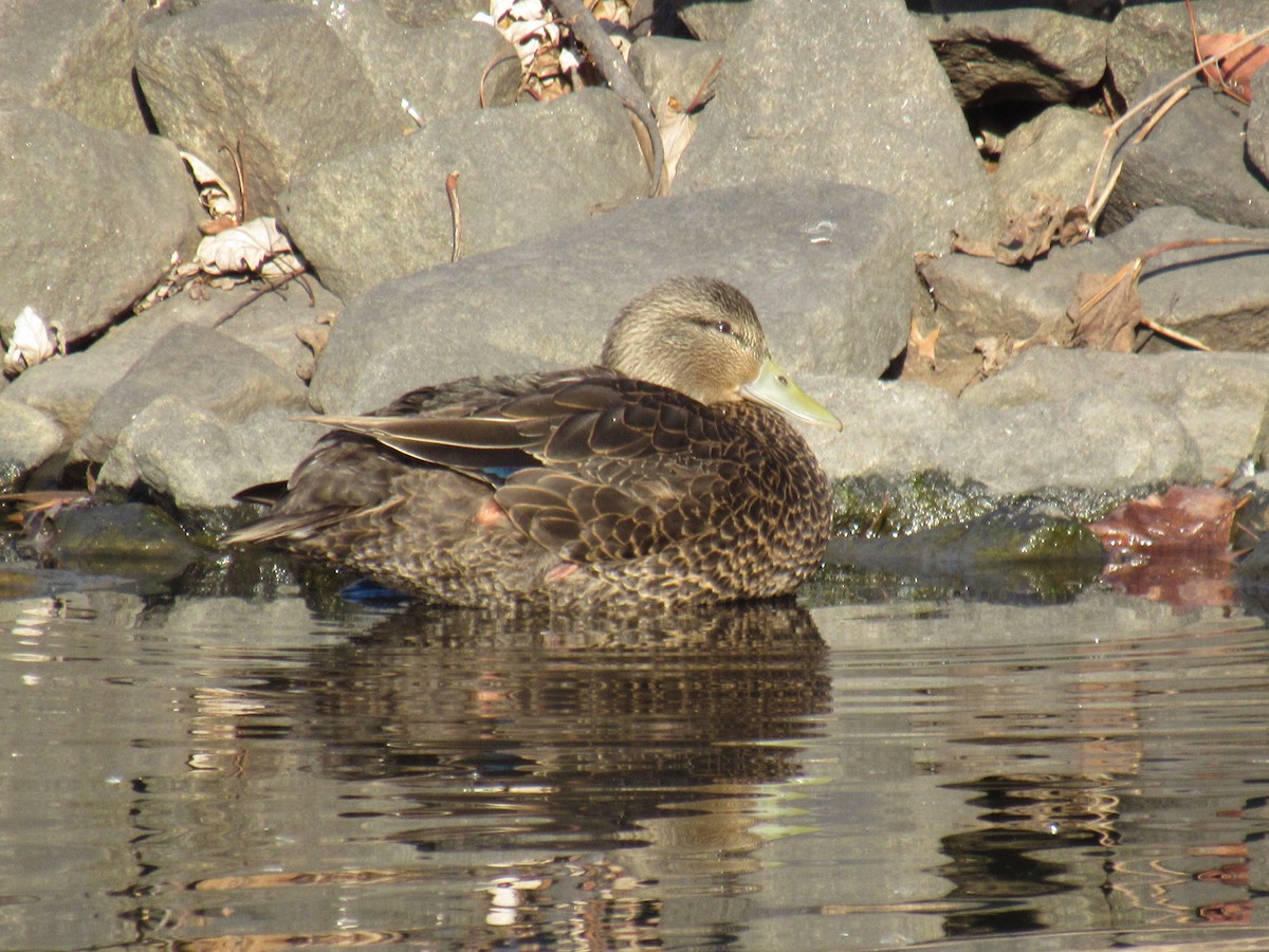 American Black Duck - ML612302035