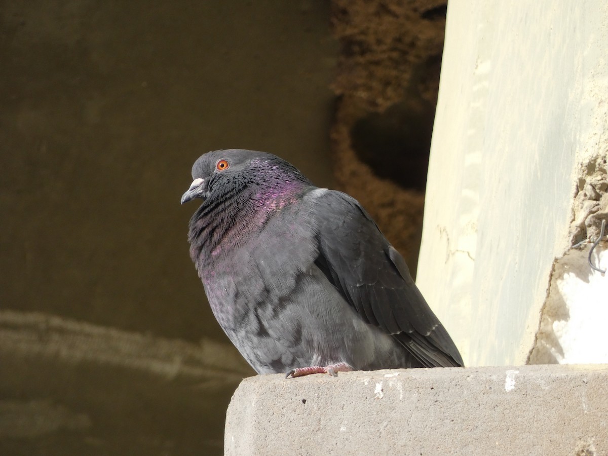 Rock Pigeon (Feral Pigeon) - Dylan Osterhaus