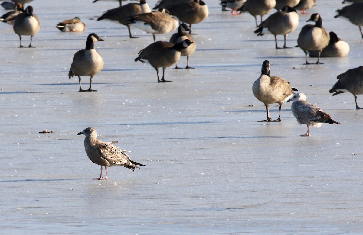 Herring Gull - ML612302084