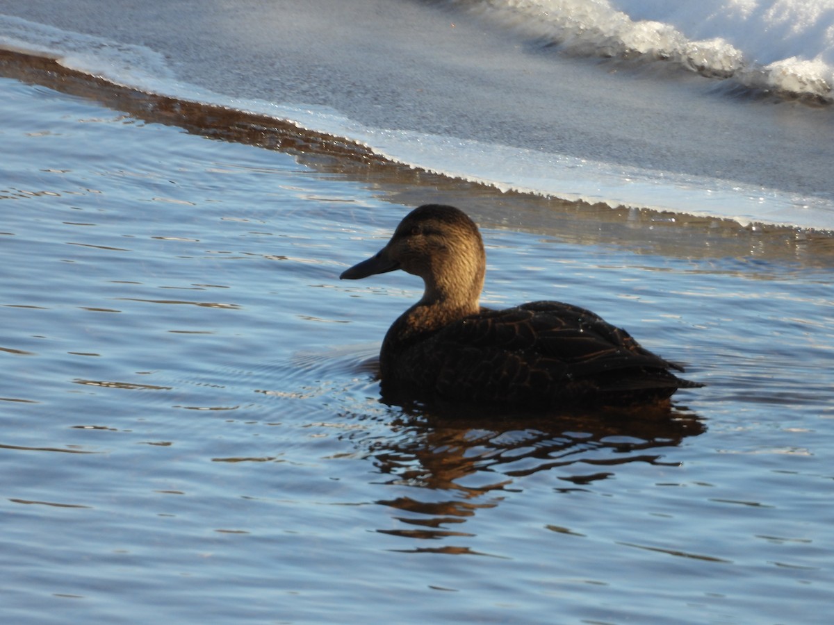 Canard noir - ML612302120