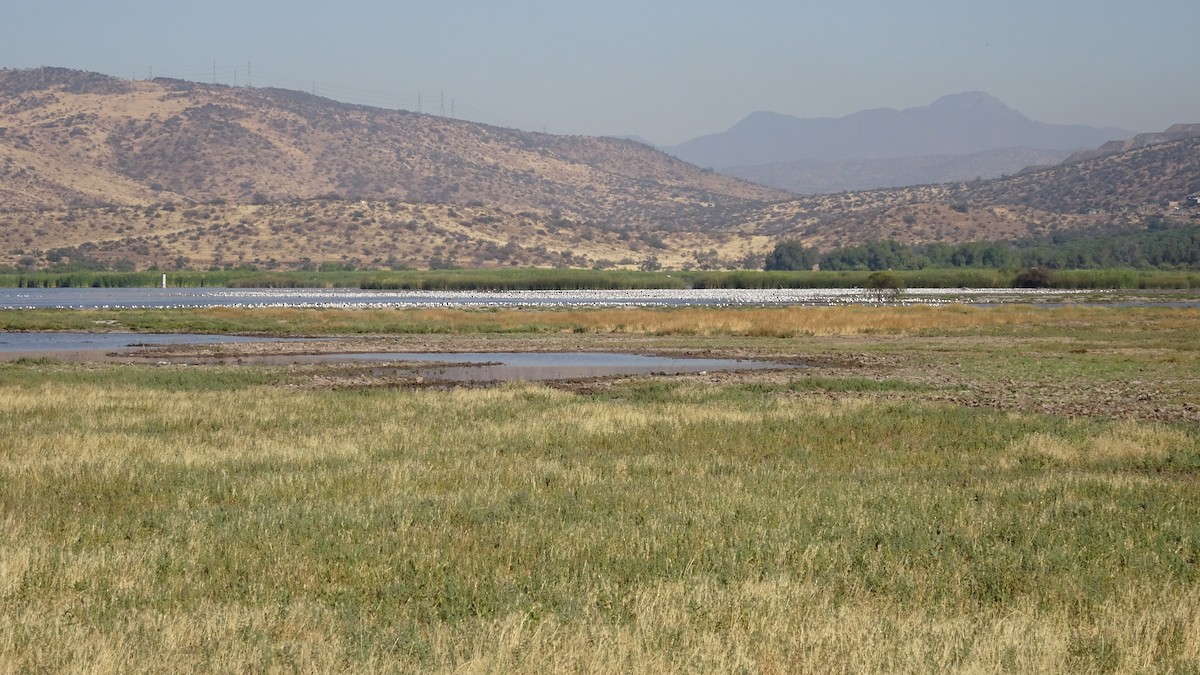 Franklin's Gull - Marco Antonio Guerrero R. 🎸