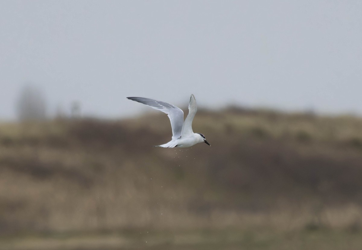 Sandwich Tern - ML612302237