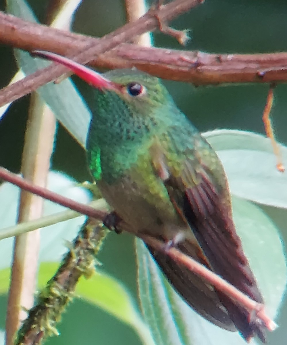 Rufous-tailed Hummingbird - gabriela guerra