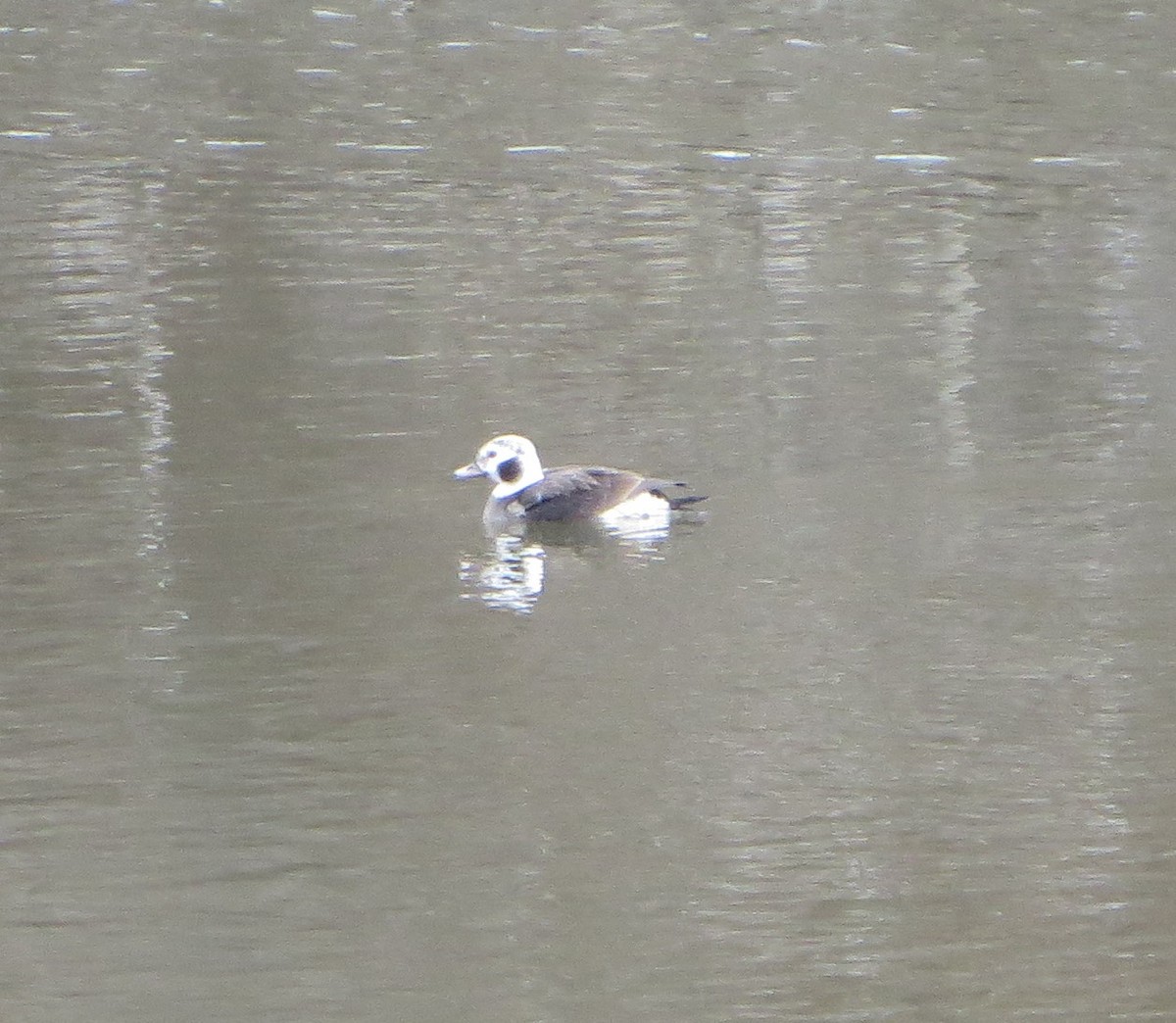 Long-tailed Duck - ML612302364