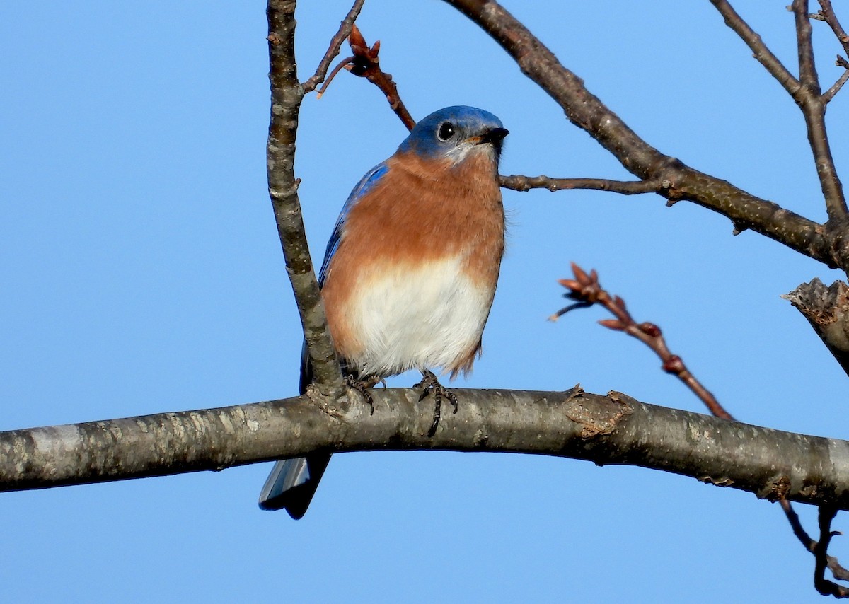 Eastern Bluebird - ML612302379