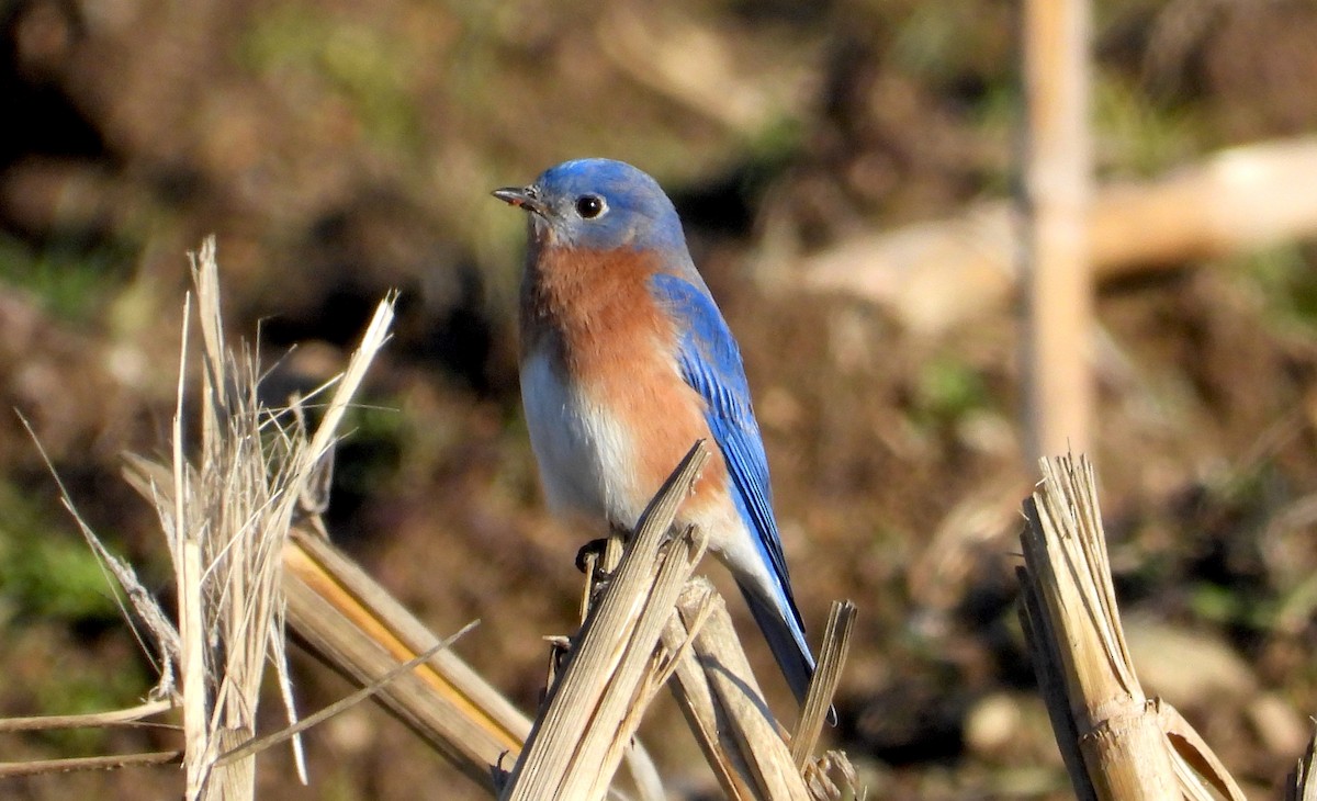 Eastern Bluebird - ML612302380